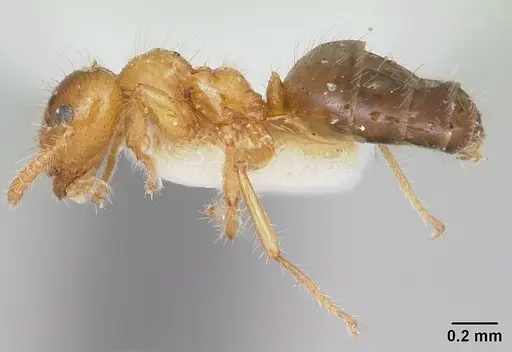Petalomyrmex phylax specimen CASENT0104918 image casent0104918_3