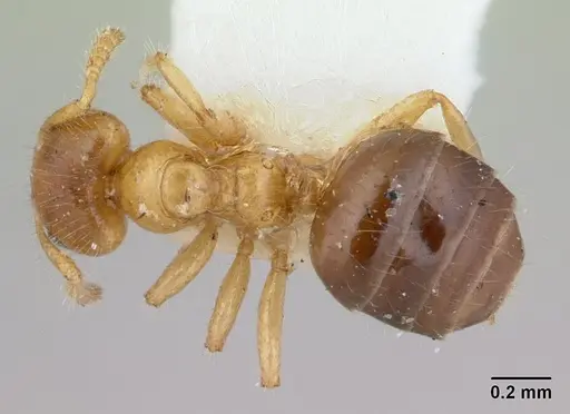 Petalomyrmex phylax specimen CASENT0178507 image casent0178507_1