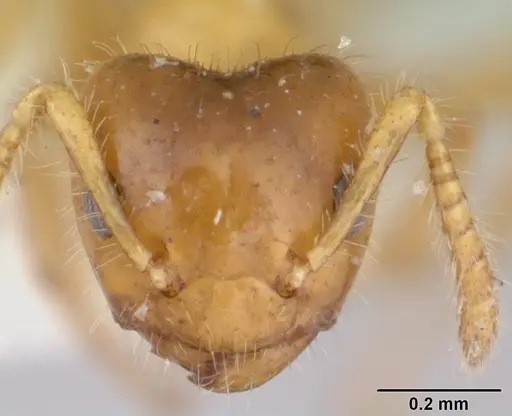 Petalomyrmex phylax specimen CASENT0178507 image casent0178507_2