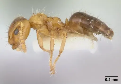 Petalomyrmex phylax specimen CASENT0178507 image casent0178507_3