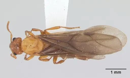Petalomyrmex phylax specimen CASENT0178508 image casent0178508_1