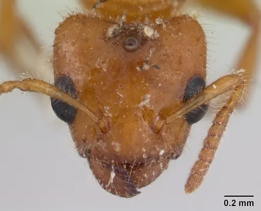 Petalomyrmex phylax specimen CASENT0178508 image casent0178508_2