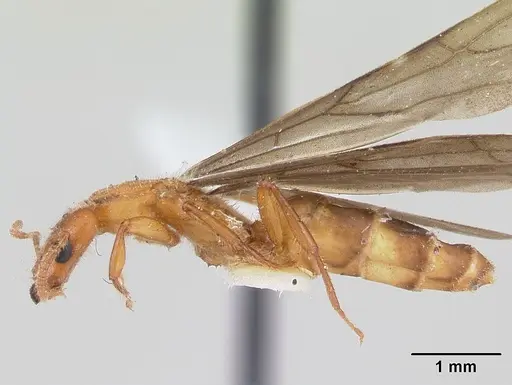 Petalomyrmex phylax specimen CASENT0178508 image casent0178508_3