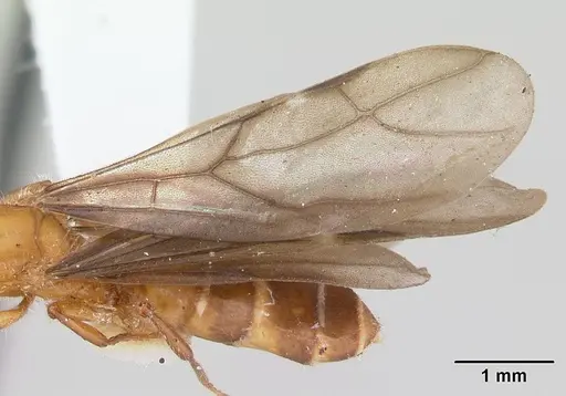Petalomyrmex phylax specimen CASENT0178508 image casent0178508_4