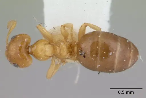 Petalomyrmex phylax specimen CASENT0178509 image casent0178509_1