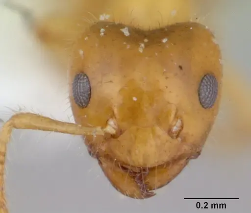 Petalomyrmex phylax specimen CASENT0178509 image casent0178509_2