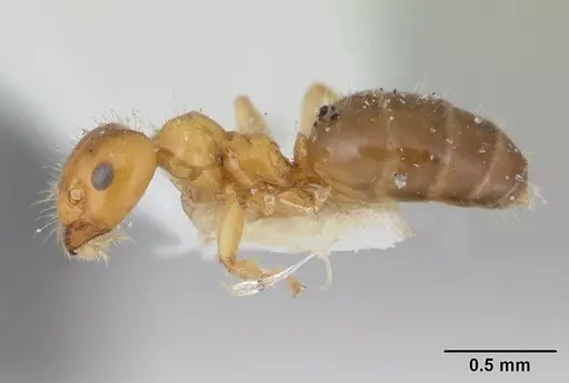 Petalomyrmex phylax specimen CASENT0178509 image casent0178509_3