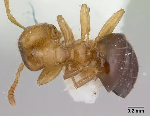 Petalomyrmex phylax specimen CASENT0178510 image casent0178510_1