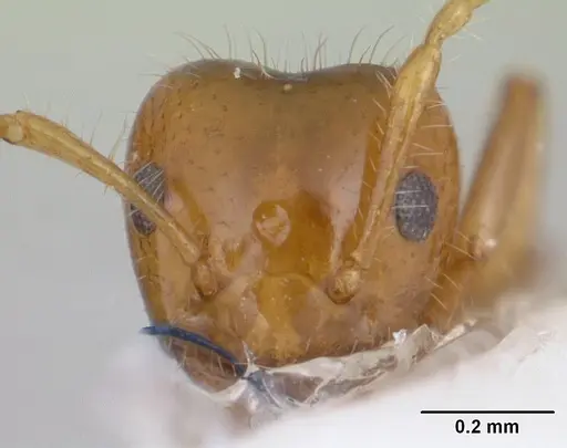 Petalomyrmex phylax specimen CASENT0178510 image casent0178510_2