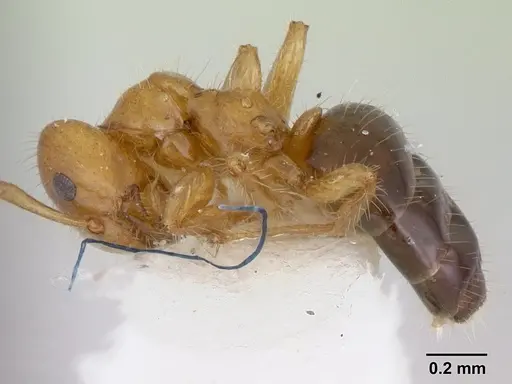 Petalomyrmex phylax specimen CASENT0178510 image casent0178510_3