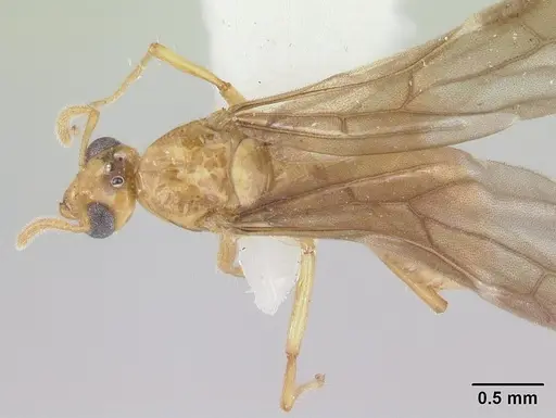 Petalomyrmex phylax specimen CASENT0178511 image casent0178511_1