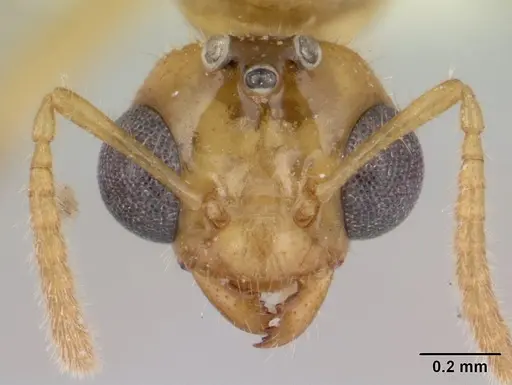 Petalomyrmex phylax specimen CASENT0178511 image casent0178511_2
