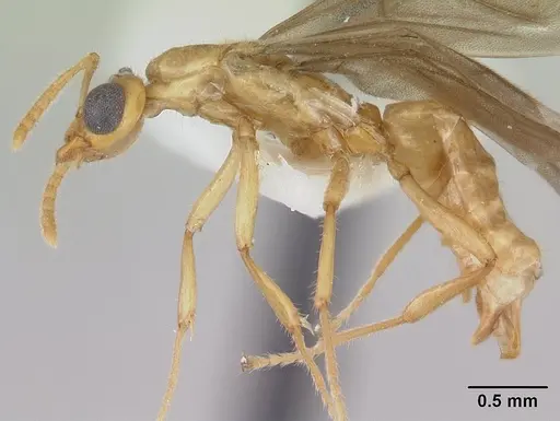 Petalomyrmex phylax specimen CASENT0178511 image casent0178511_3