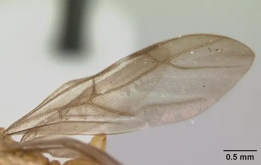 Petalomyrmex phylax specimen CASENT0178511 image casent0178511_4