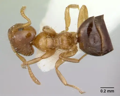 Petalomyrmex phylax specimen CASENT0178512 image casent0178512_1