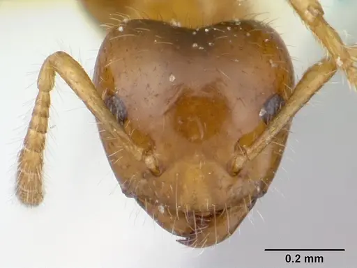 Petalomyrmex phylax specimen CASENT0178512 image casent0178512_2