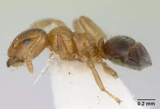 Petalomyrmex phylax specimen CASENT0178512 image casent0178512_3