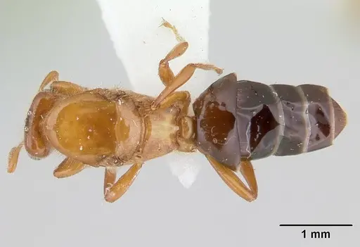 Petalomyrmex phylax specimen CASENT0178513 image casent0178513_1