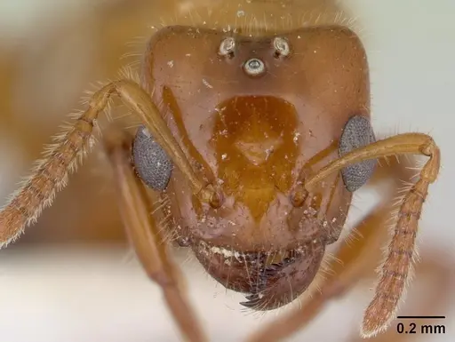 Petalomyrmex phylax specimen CASENT0178513 image casent0178513_2