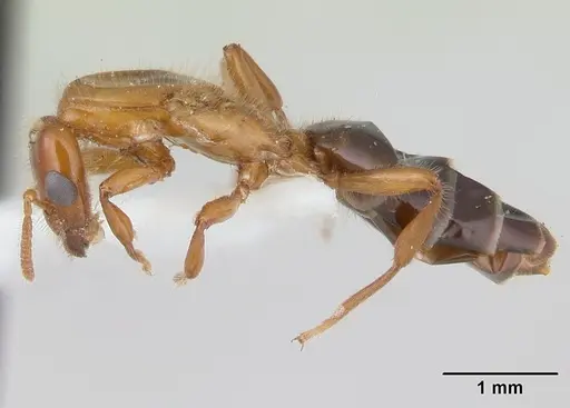 Petalomyrmex phylax specimen CASENT0178513 image casent0178513_3