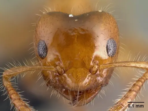 Petalomyrmex phylax specimen CASENT0217048 image casent0217048_1