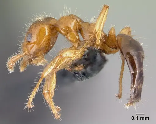 Petalomyrmex phylax specimen CASENT0217048 image casent0217048_2