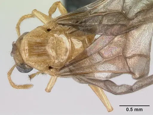 Petalomyrmex phylax specimen CASENT0217053 image casent0217053_1