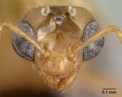 Petalomyrmex phylax specimen CASENT0217053 image casent0217053_2