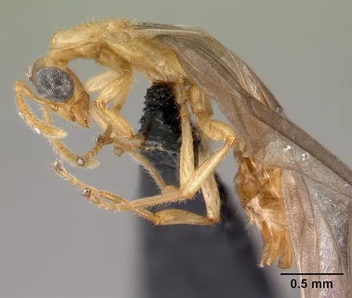 Petalomyrmex phylax specimen CASENT0217053 image casent0217053_3