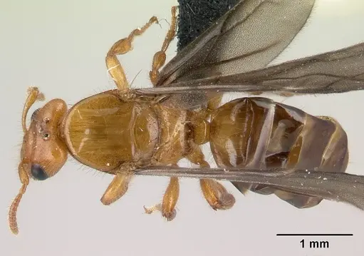 Petalomyrmex phylax specimen CASENT0217054 image casent0217054_1