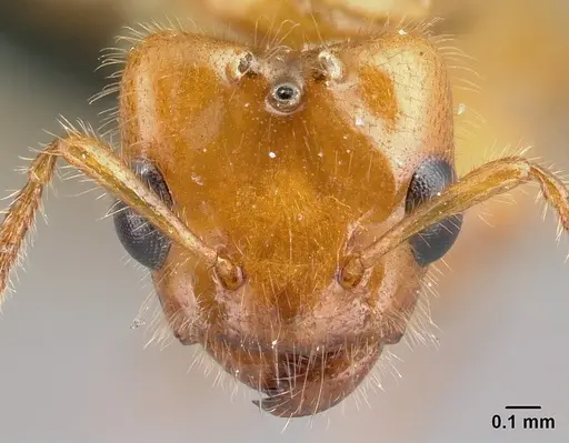 Petalomyrmex phylax specimen CASENT0217054 image casent0217054_2