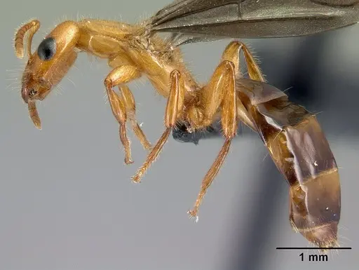 Petalomyrmex phylax specimen CASENT0217054 image casent0217054_3
