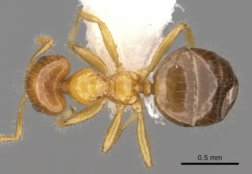 Petalomyrmex phylax specimen CASENT0281158 image casent0281158_1