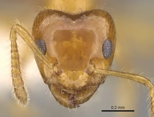 Petalomyrmex phylax specimen CASENT0281158 image casent0281158_2