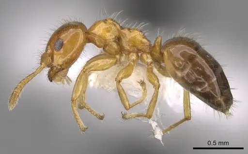 Petalomyrmex phylax specimen CASENT0281158 image casent0281158_3