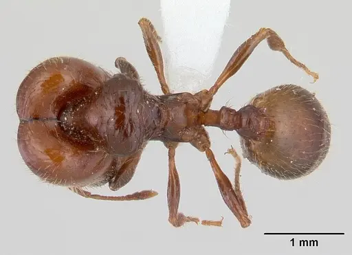 Pheidole aberrans specimen CASENT0178005 image casent0178005_1