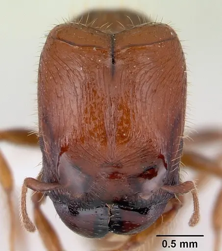 Pheidole aberrans specimen CASENT0178005 image casent0178005_2