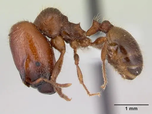 Pheidole aberrans specimen CASENT0178005 image casent0178005_3