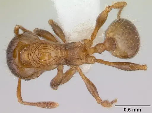 Pheidole aberrans specimen CASENT0178006 image casent0178006_1