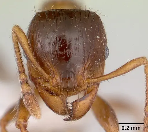 Pheidole aberrans specimen CASENT0178006 image casent0178006_2