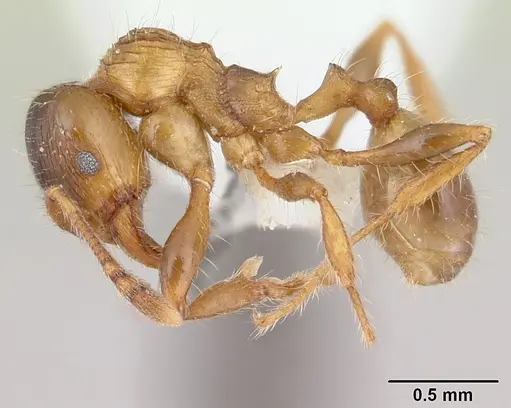 Pheidole aberrans specimen CASENT0178006 image casent0178006_3