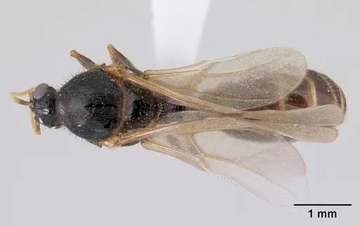 Pheidole aberrans specimen CASENT0178007 image casent0178007_1