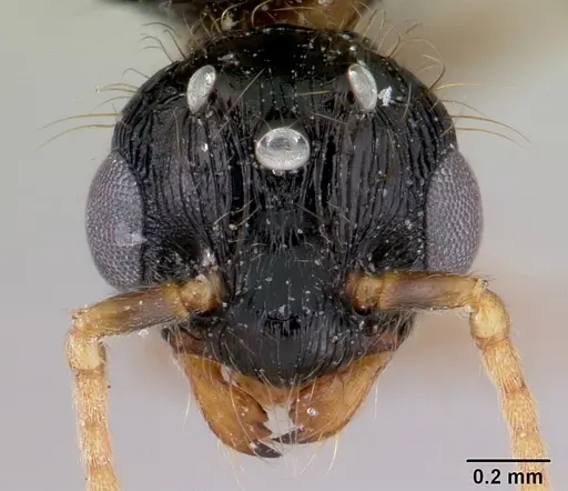 Pheidole aberrans specimen CASENT0178007 image casent0178007_2