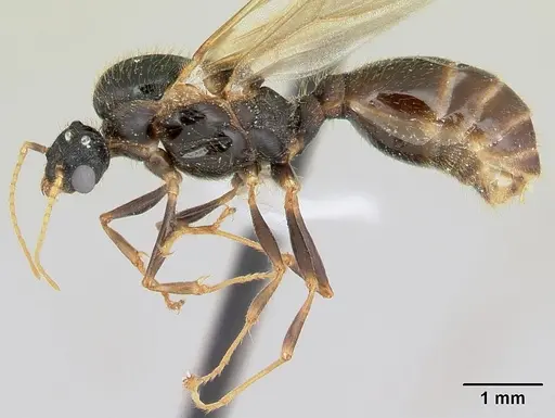 Pheidole aberrans specimen CASENT0178007 image casent0178007_3
