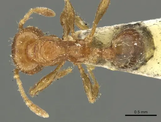 Pheidole aberrans specimen CASENT0901605 image casent0901605_1