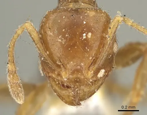 Pheidole aberrans specimen CASENT0901605 image casent0901605_2