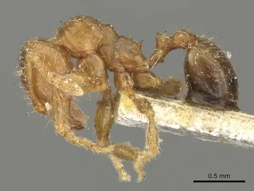 Pheidole aberrans specimen CASENT0901605 image casent0901605_3