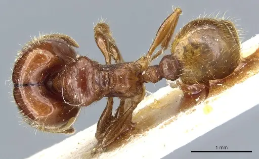 Pheidole aberrans specimen CASENT0904309 image casent0904309_1