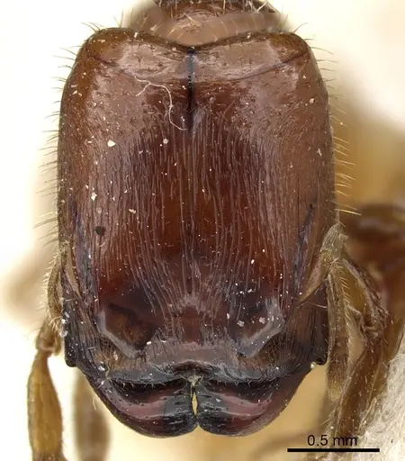 Pheidole aberrans specimen CASENT0904309 image casent0904309_2