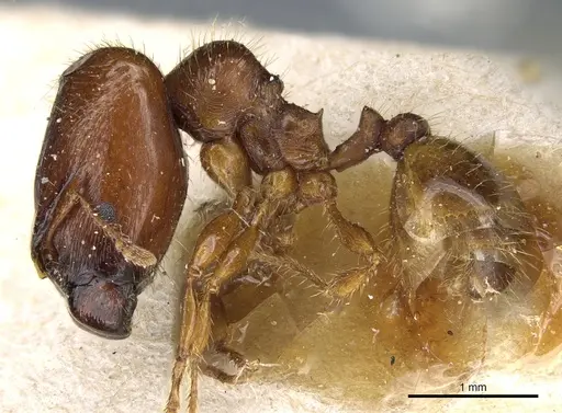 Pheidole aberrans specimen CASENT0904309 image casent0904309_3